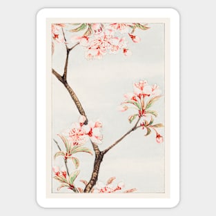 Flower painting, Sakura cherry during 1870–1880 by Megata Morikaga Sticker